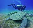 Brothers, Safaga Reefs